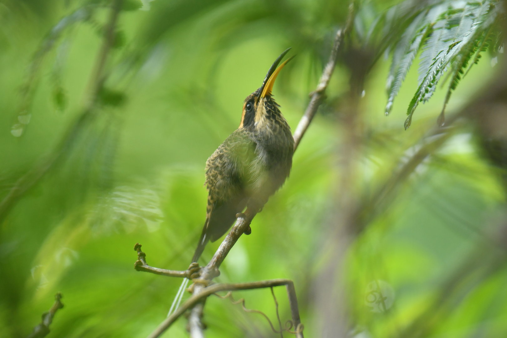 Scale-throated Hermit (Phaethornis eurynome)