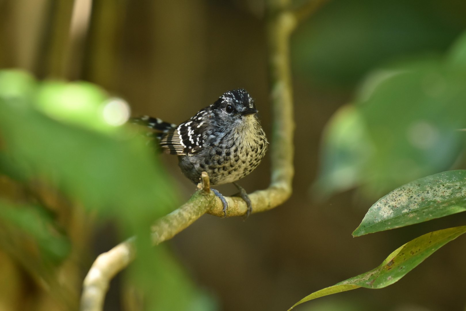 Scaled Antbird Drymophila squamata