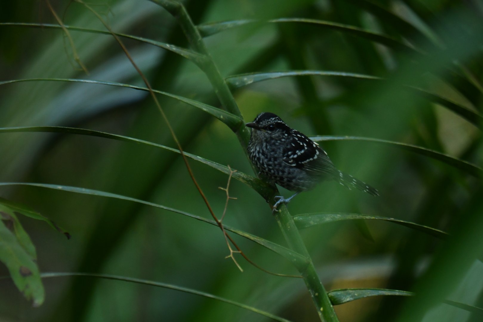 Scaled Antbird Drymophila squamata