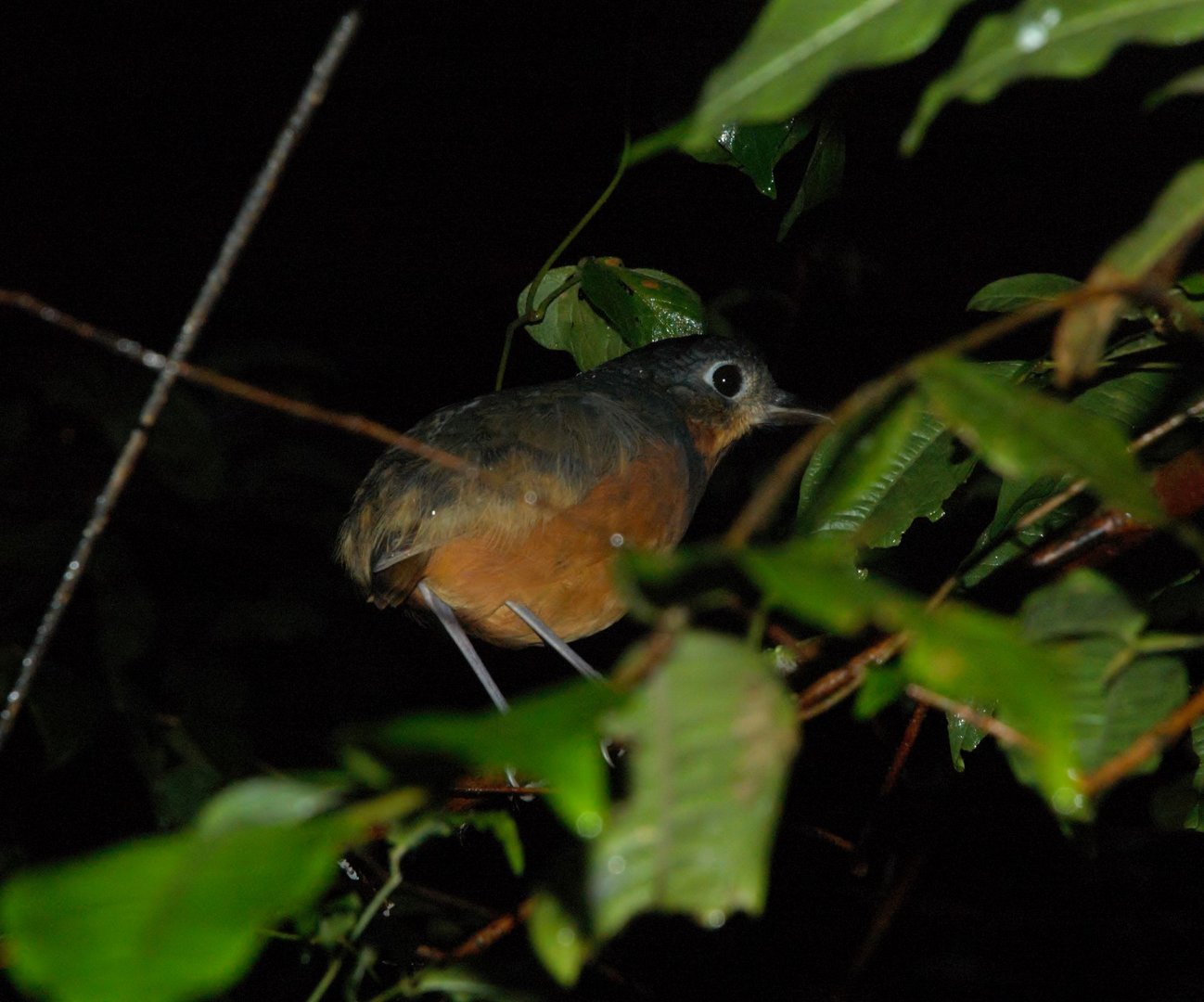 Scaled Antpitta (Grallaria guatimalensis)