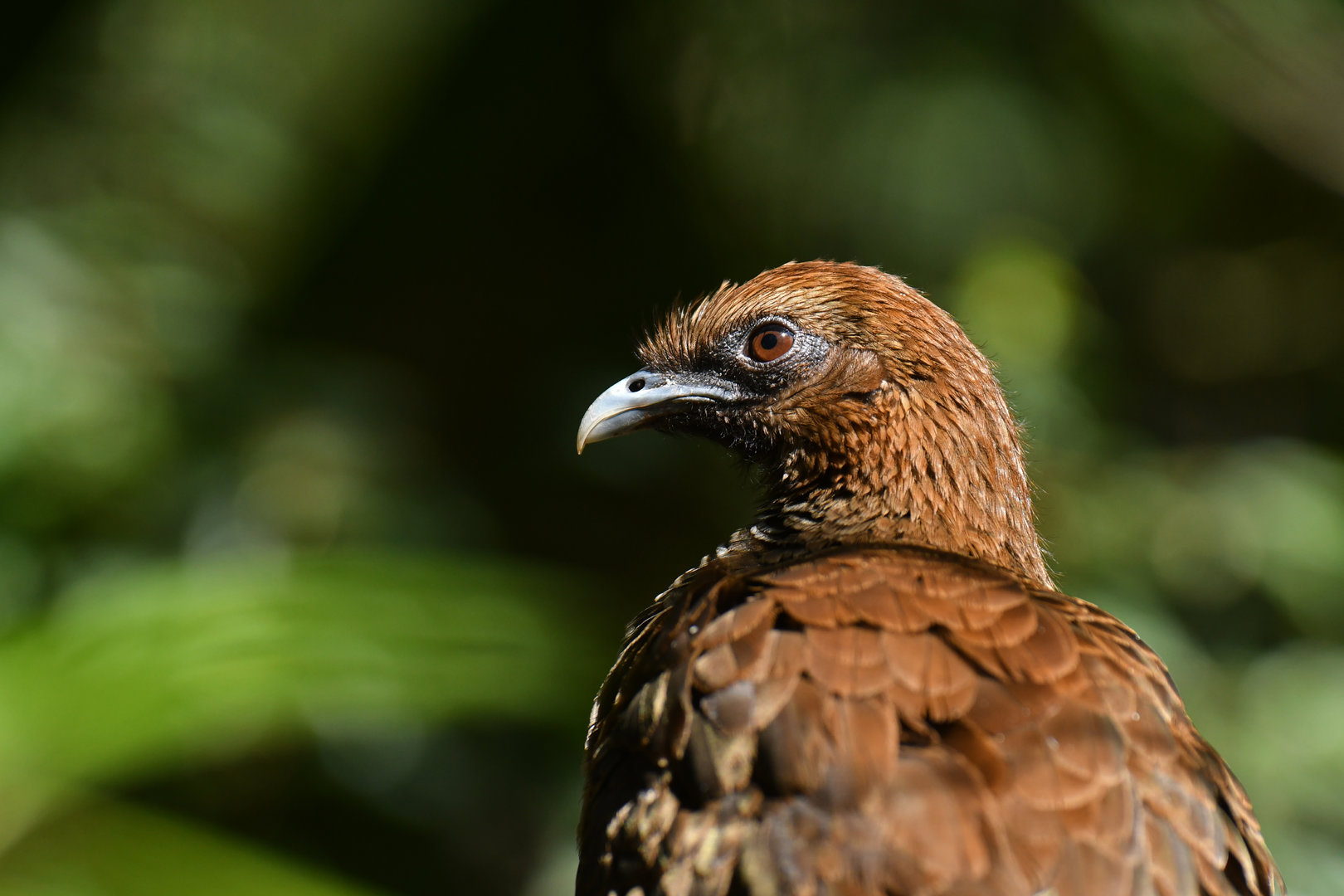 Scaled Chachalaca Ortalis squamata