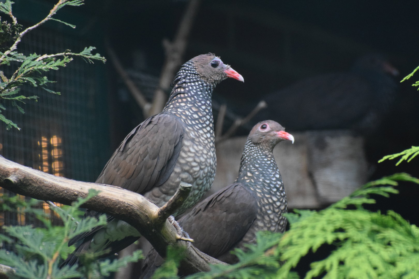 Scaled pigeon - August 2023