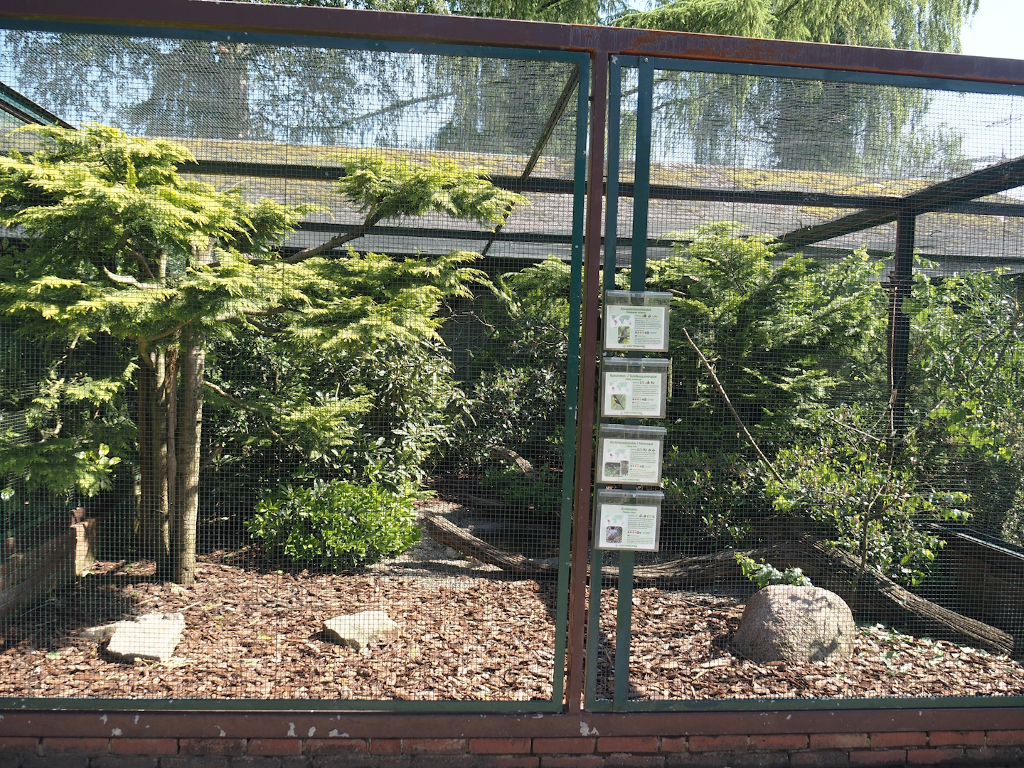 Scaled pigeon, Epaulet/Moriche oriole hybrid, Yellow-rumped cacique and Great tinamou aviary, 2024-05-23