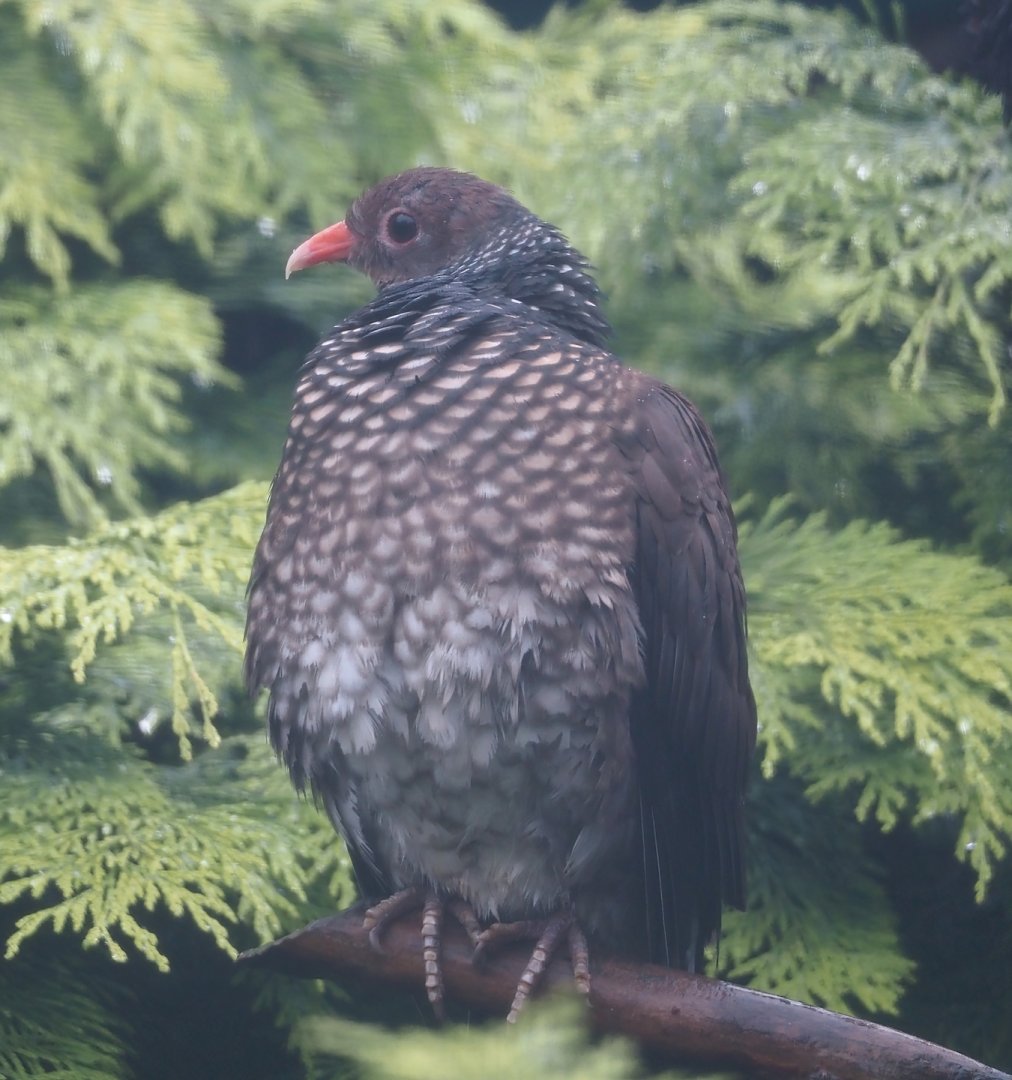 Scaled pigeon (Patagioenas speciosa), 2024-05-22