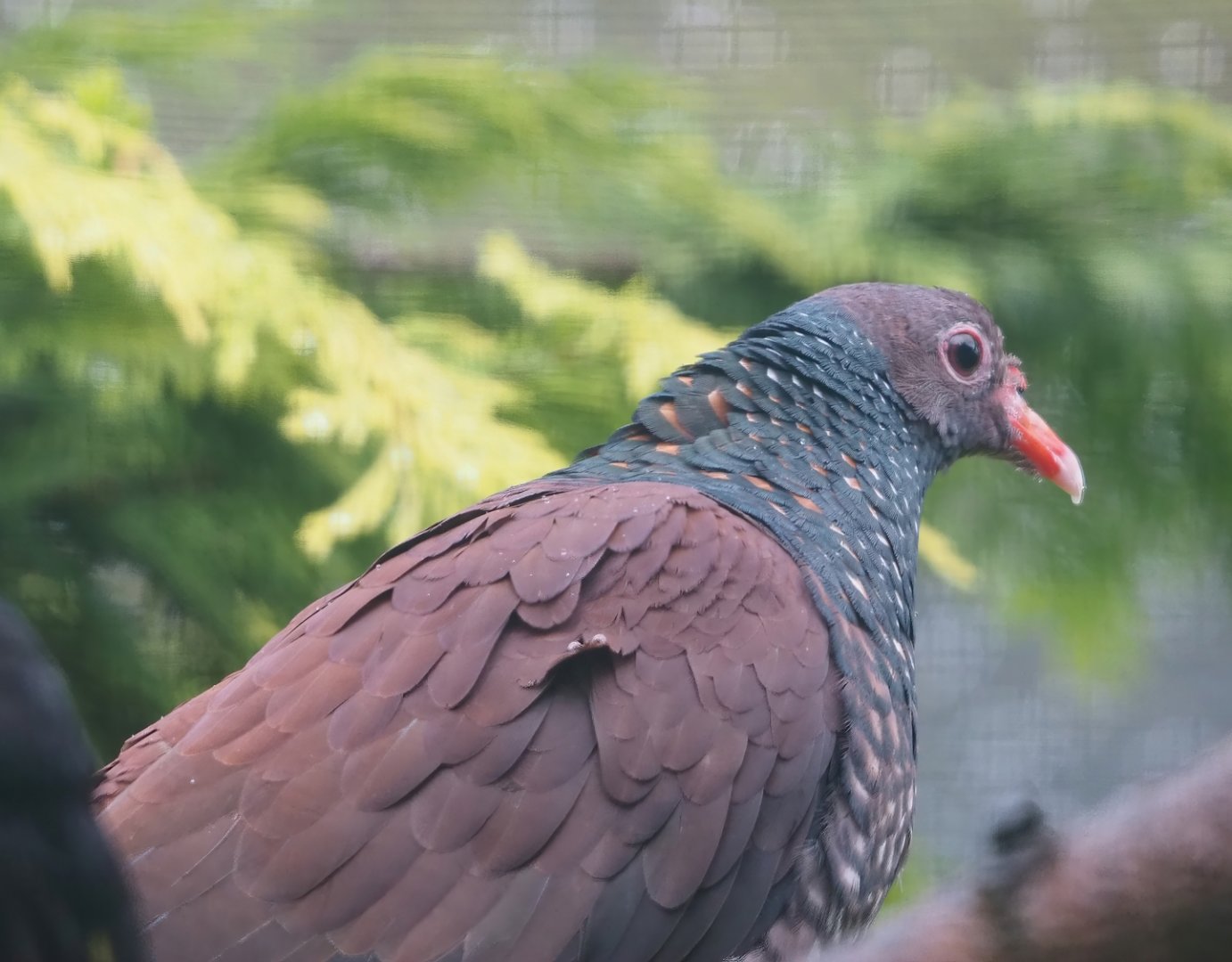 Scaled pigeon (Patagioenas speciosa), 2024-05-23