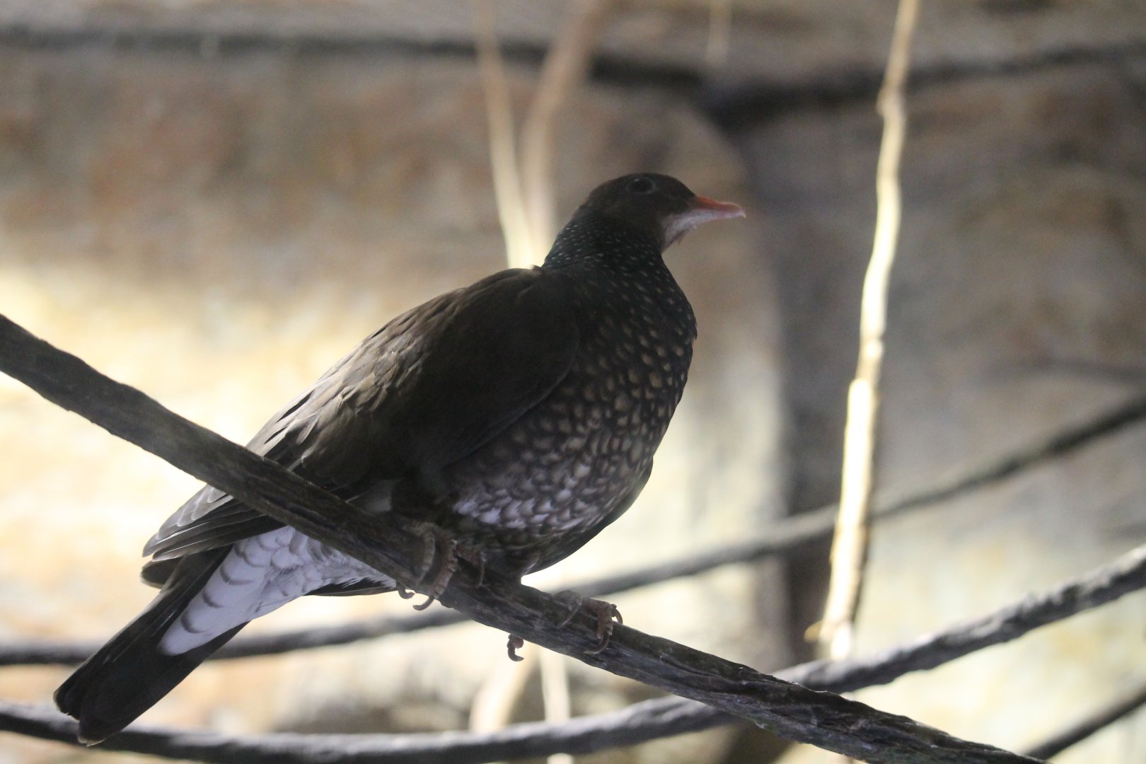 Scaled Pigeon (Patagioenas speciosa)