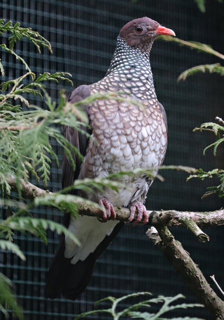 Scaled pigeon (Patagioenas speciosa)