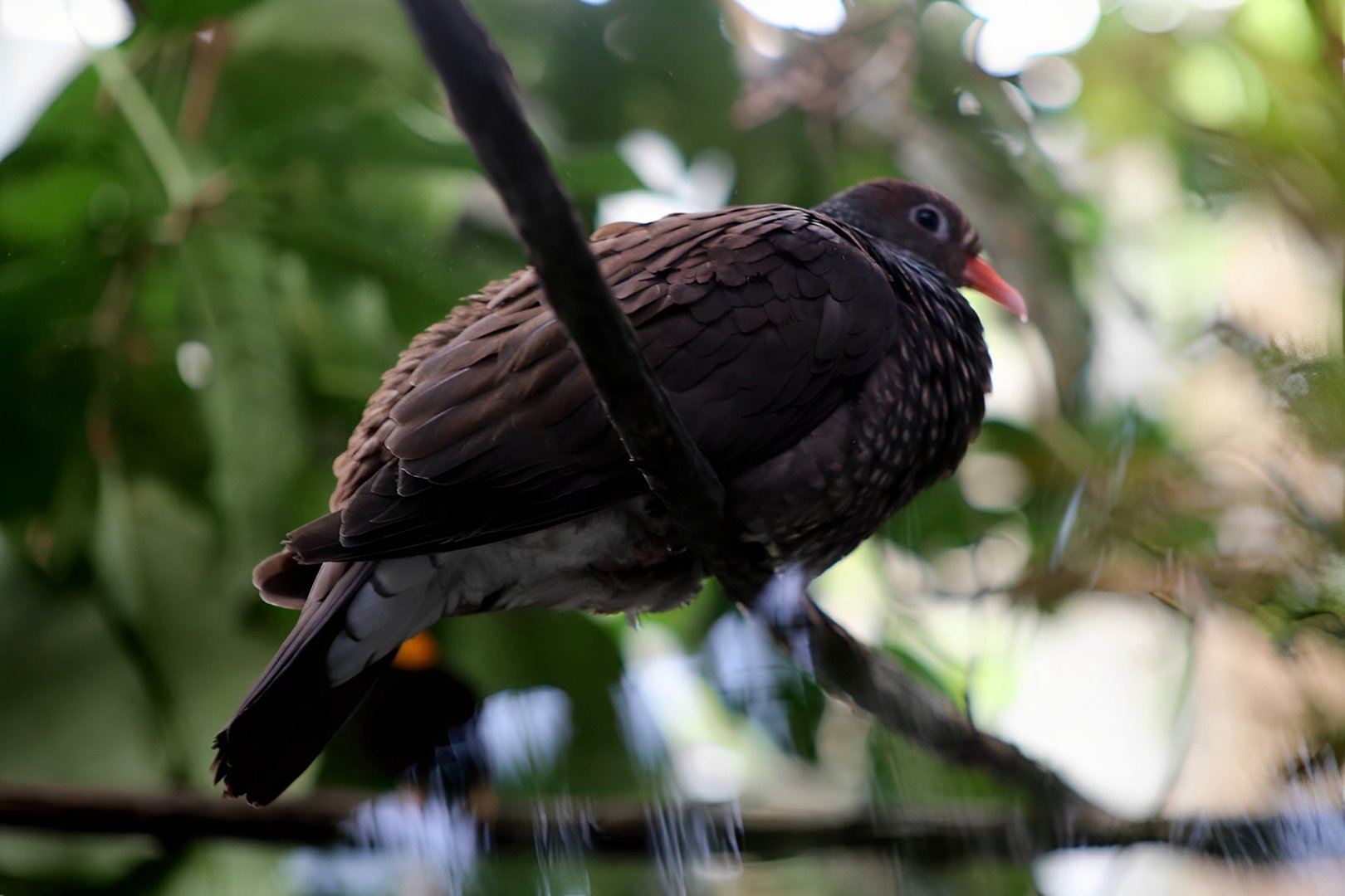 Scaled Pigeon (Patagioenas speciosa)