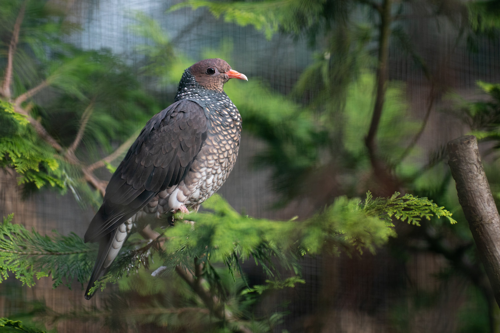 Scaled pigeon (Patagioenas speciosa)