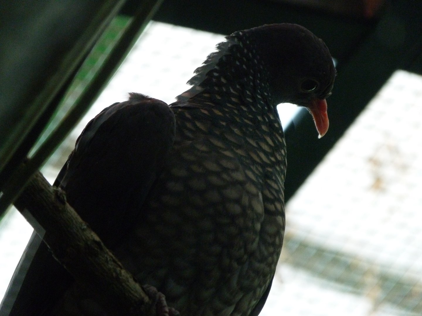 Scaled pigeon -Zoo Plzeň (2025)