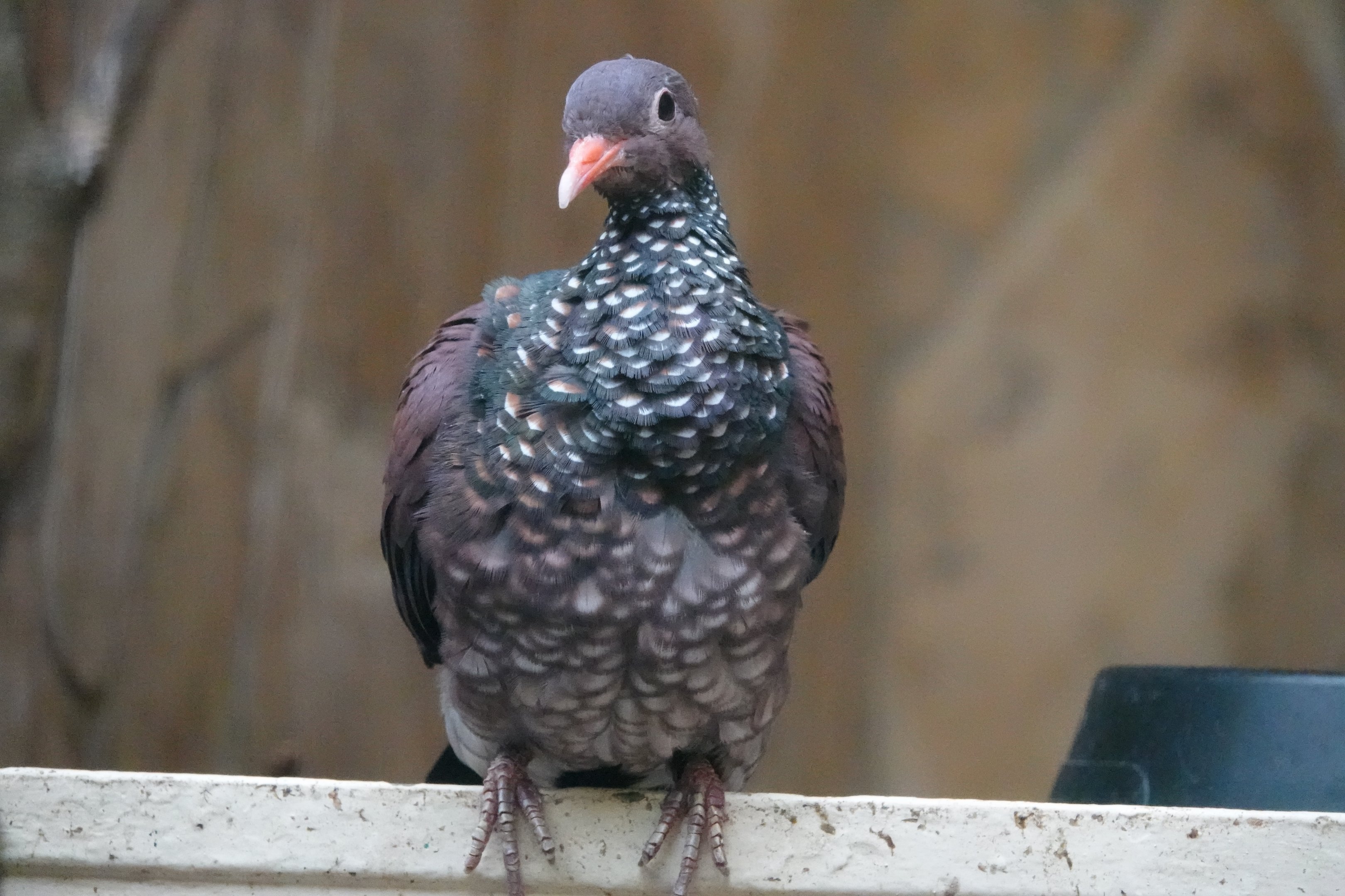 Scaled pigeon