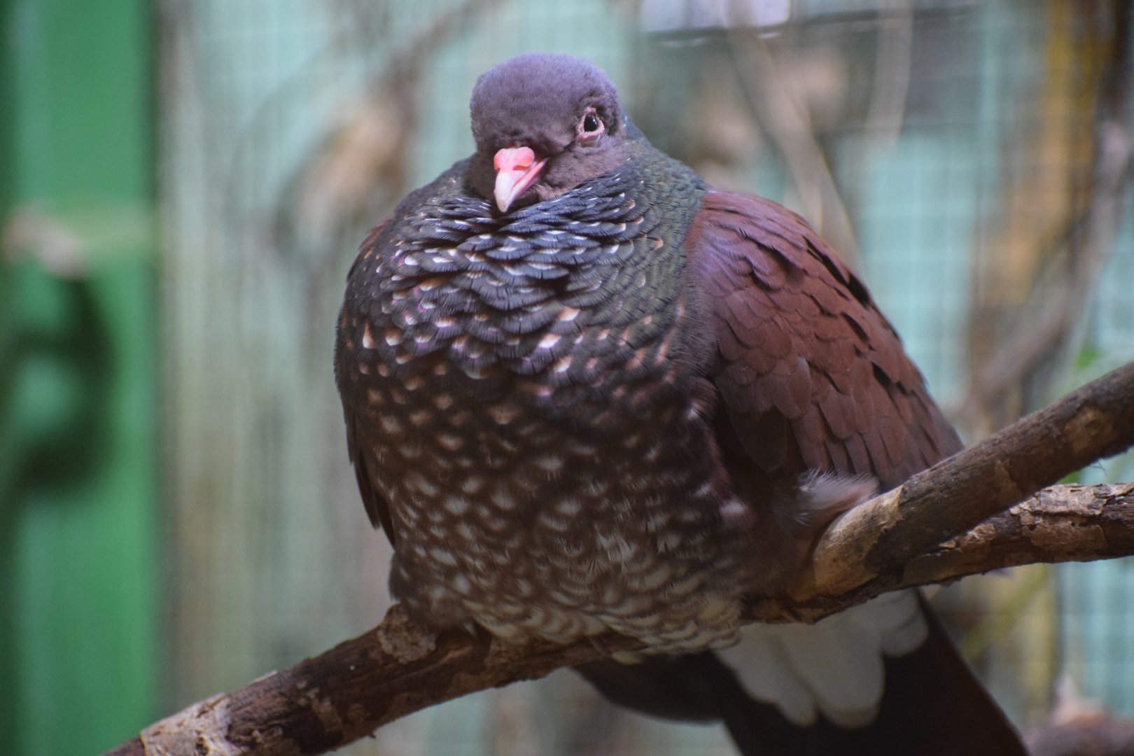 Scaled pigeon