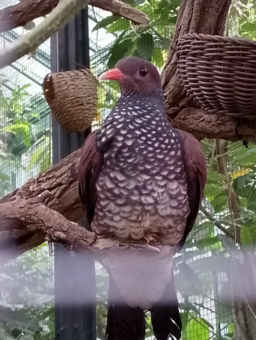 Scaled pigeon