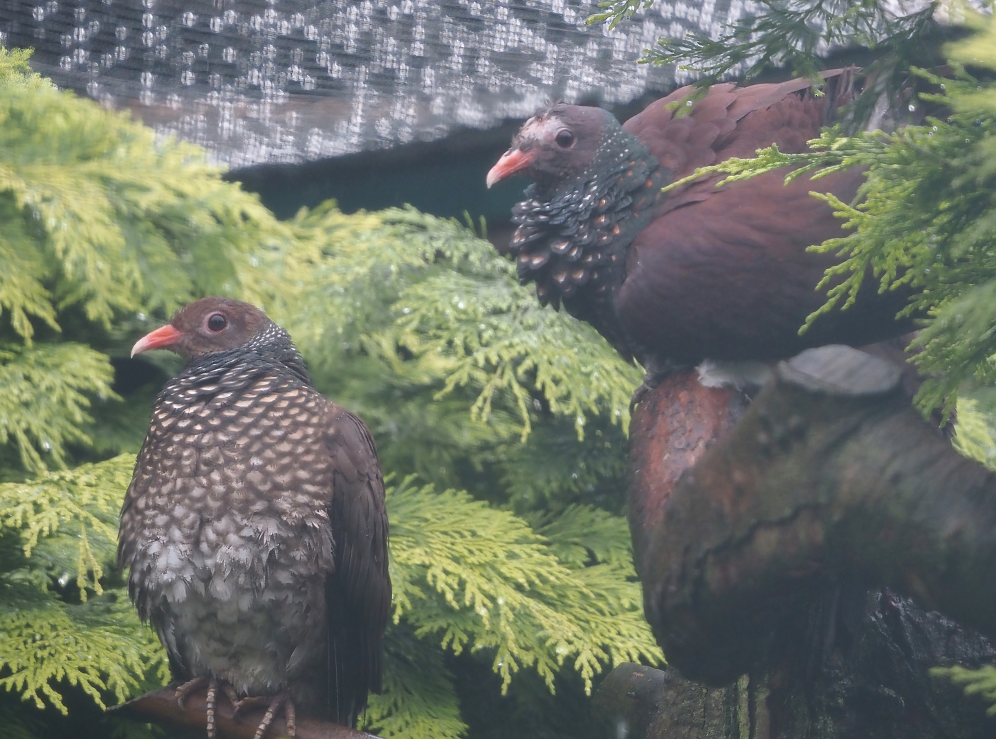 Scaled pigeons (Patagioenas speciosa), 2024-05-22