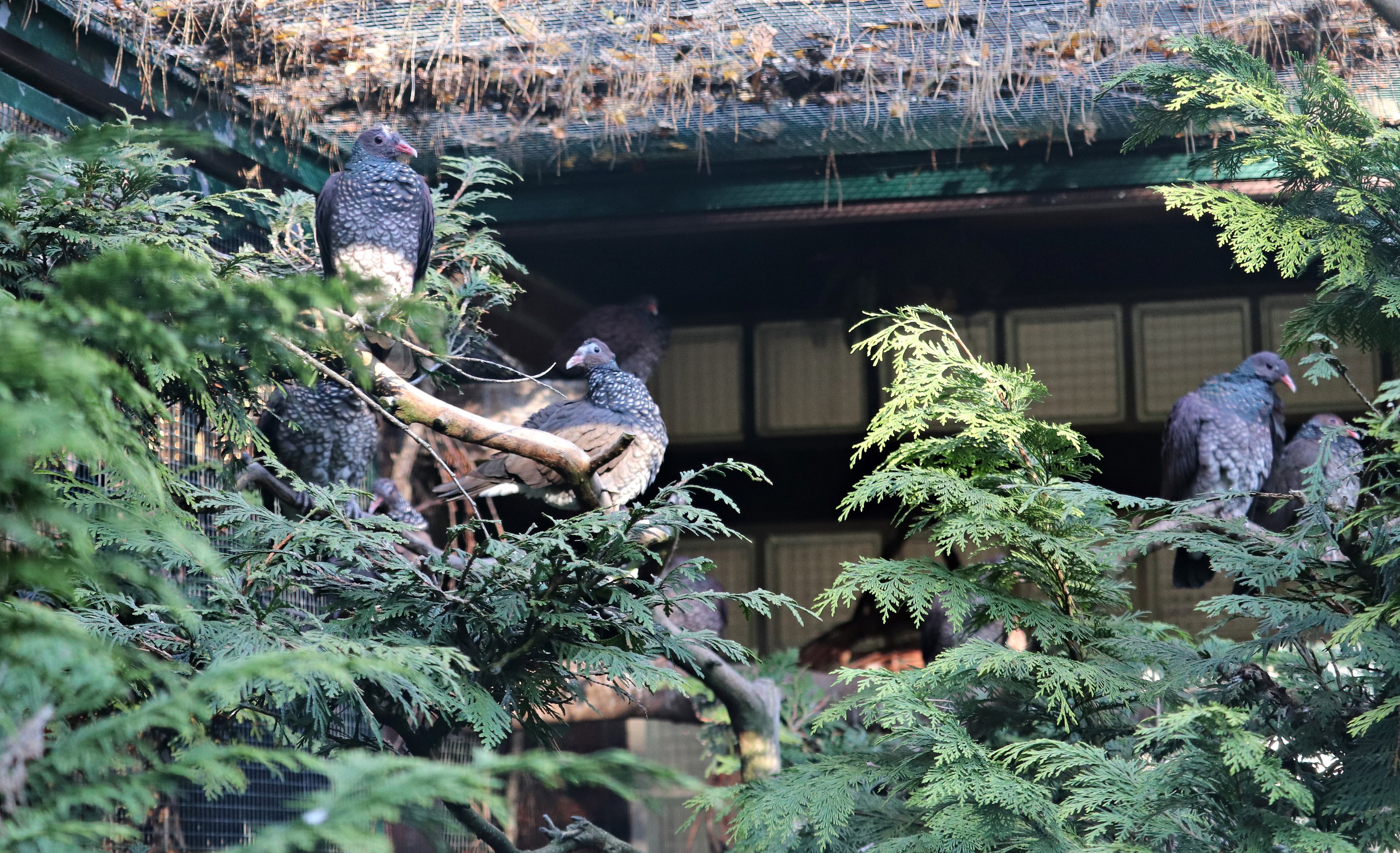 Scaled pigeons (Patagioenas speciosa)
