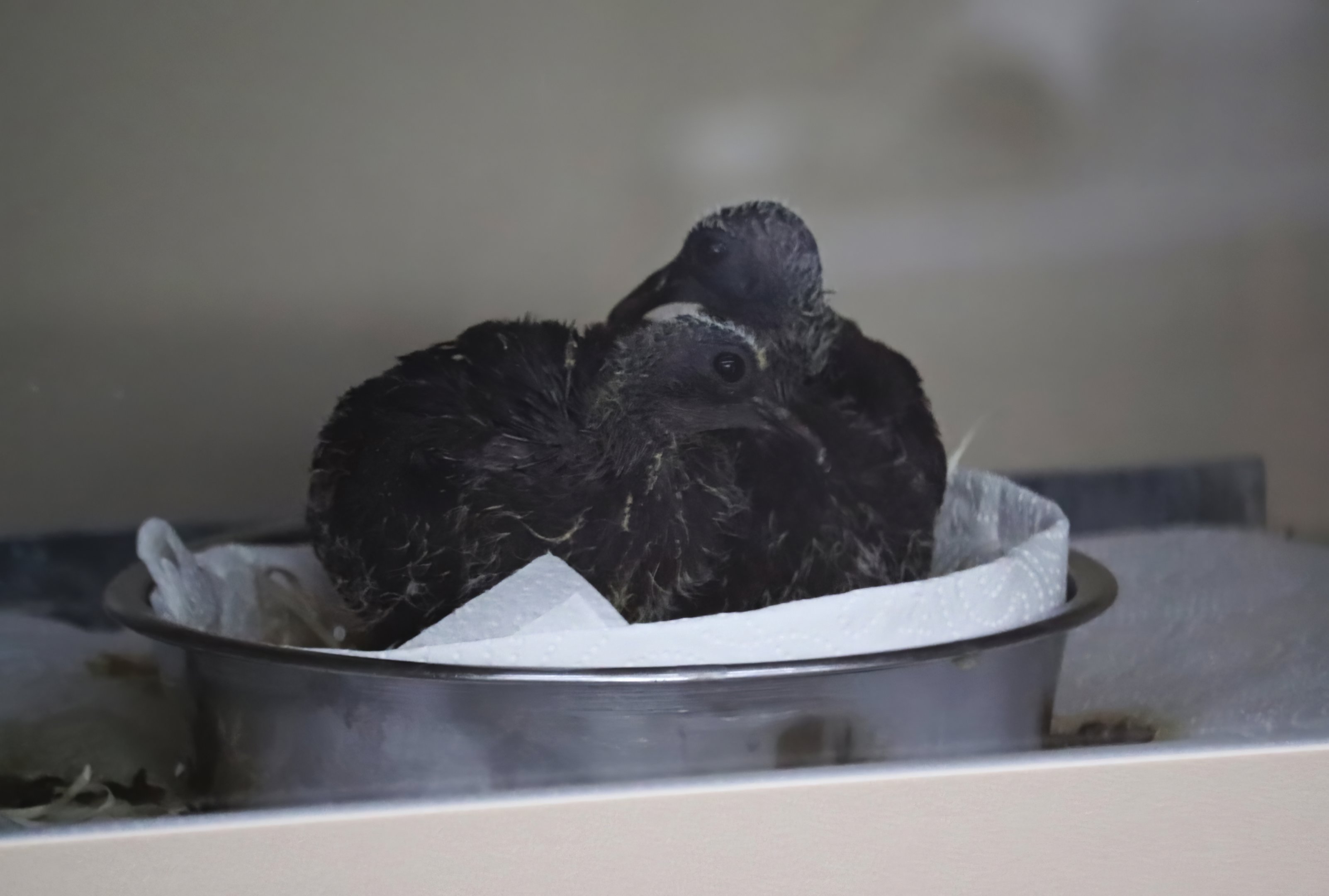 Scaled pigeons (Patagioenas speciosa)