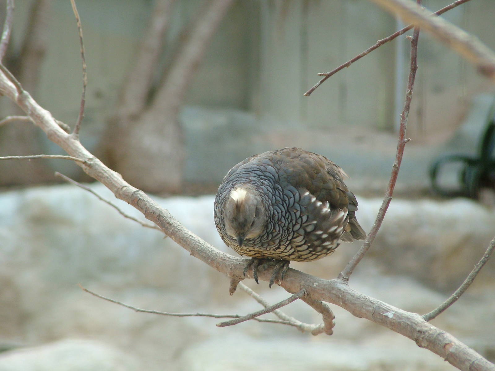 Scaled Quail at Birdland 19/09/09