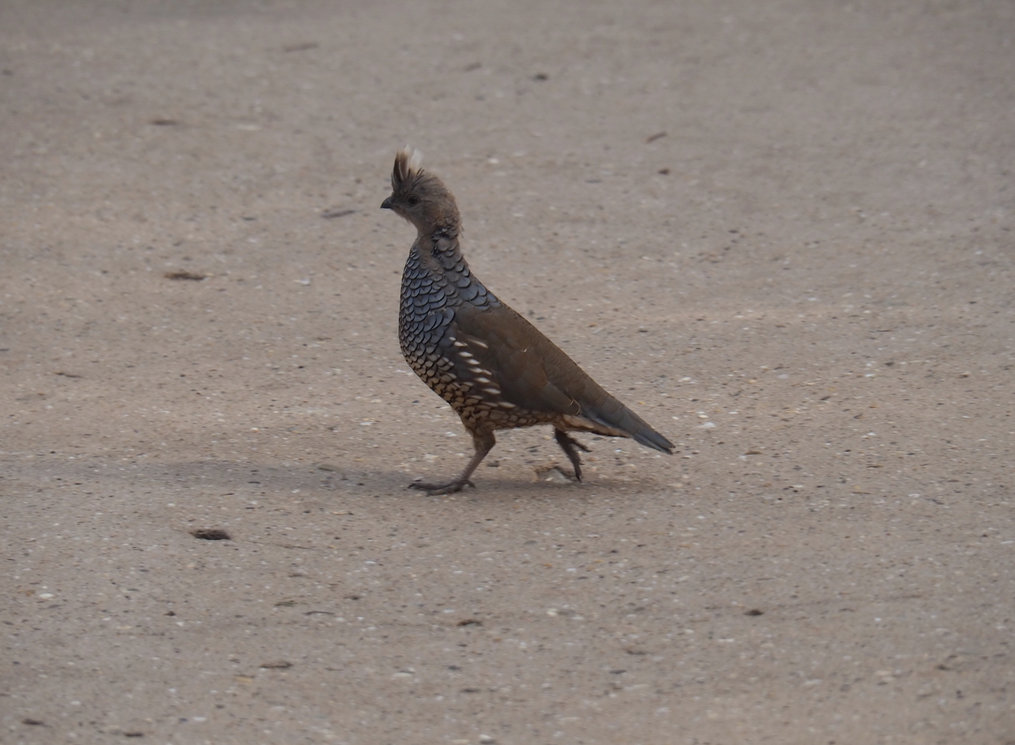 Scaled quail (Callipepla squamata), Sep 16th, 2018