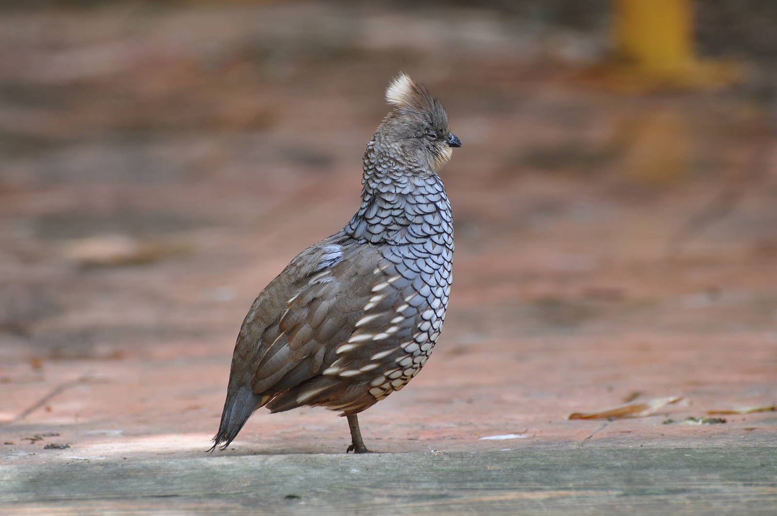Scaled quail / Callipepla squamata