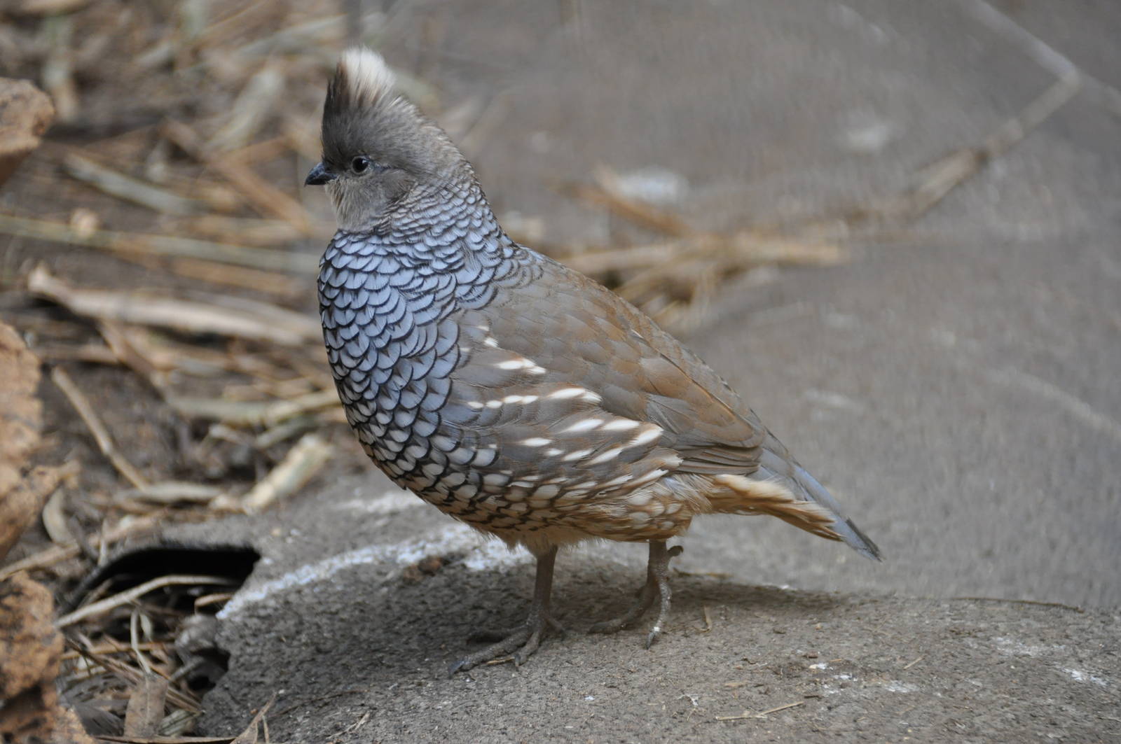 Scaled quail/ Callipepla squamata