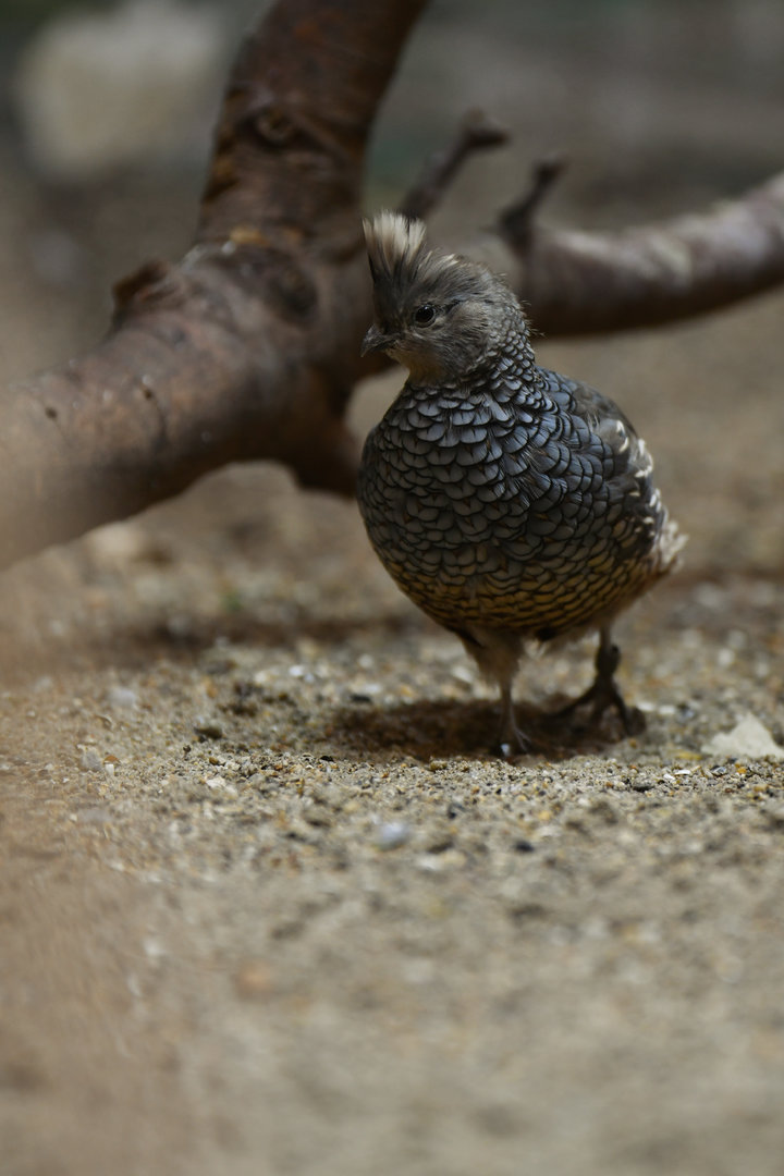 Scaled Quail Callipepla squamata