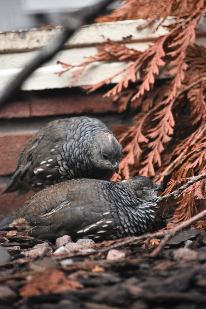 Scaled quail, Callipepla squamata