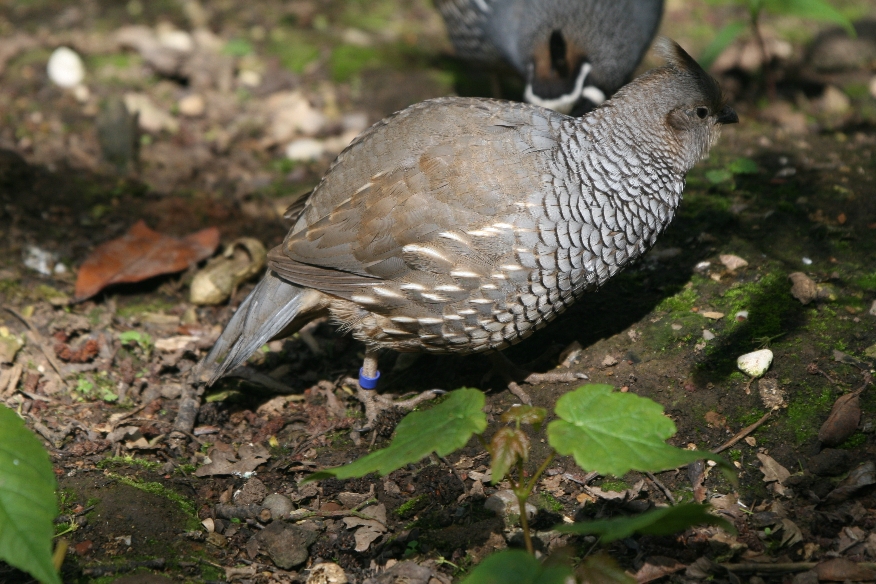 Scaled Quail female