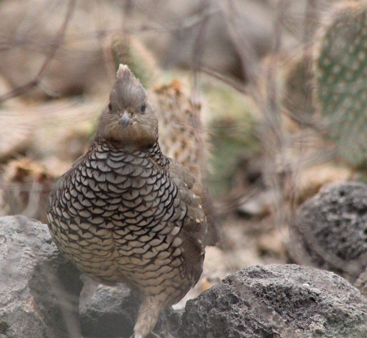 Scaled quail