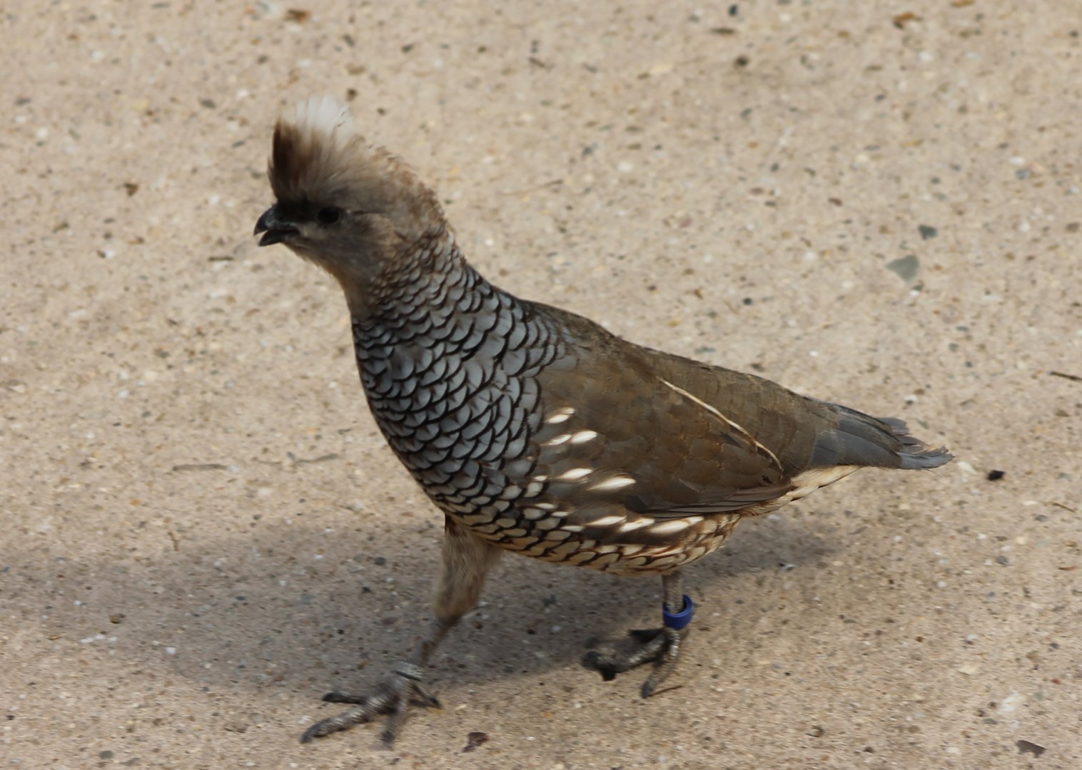Scaled quail