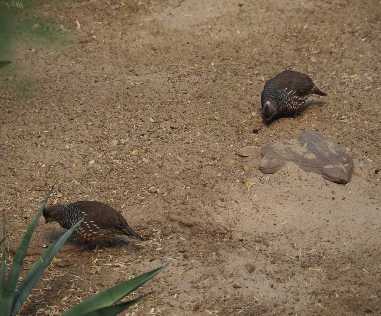 Scaled quails (Callipepla squamata), Sep 16th, 2018