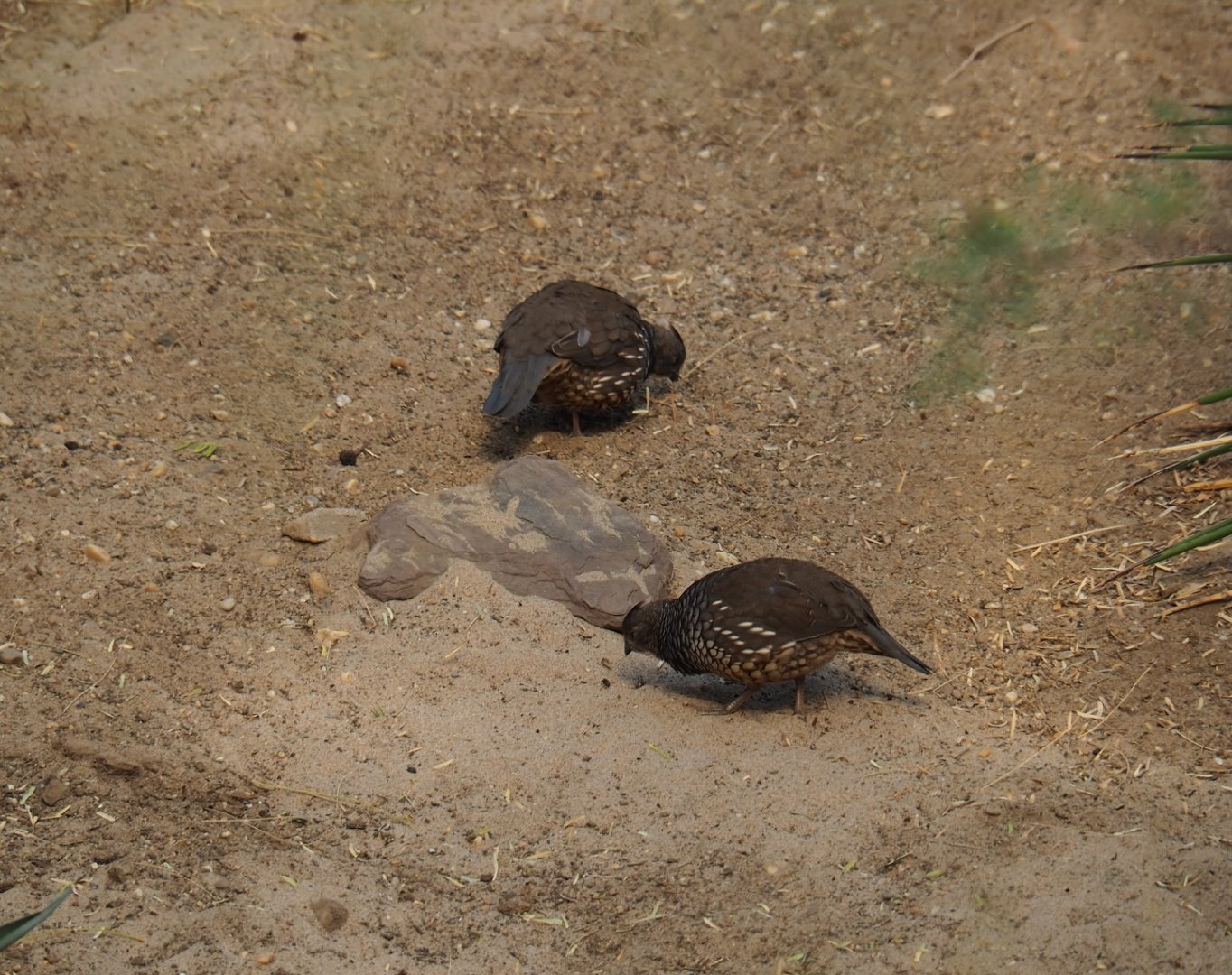 Scaled quails (Callipepla squamata), Sep 16th, 2018