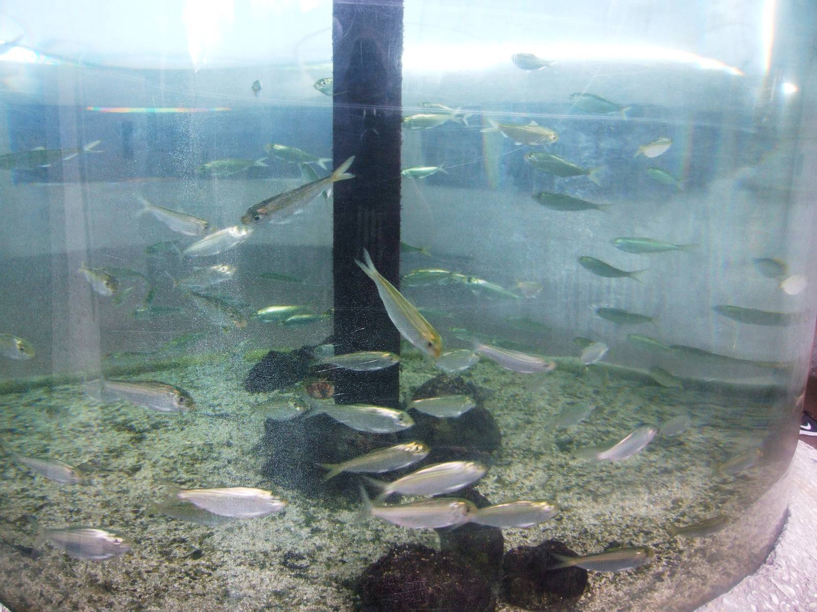 Scaled Sardines at Mote, 07/10/13