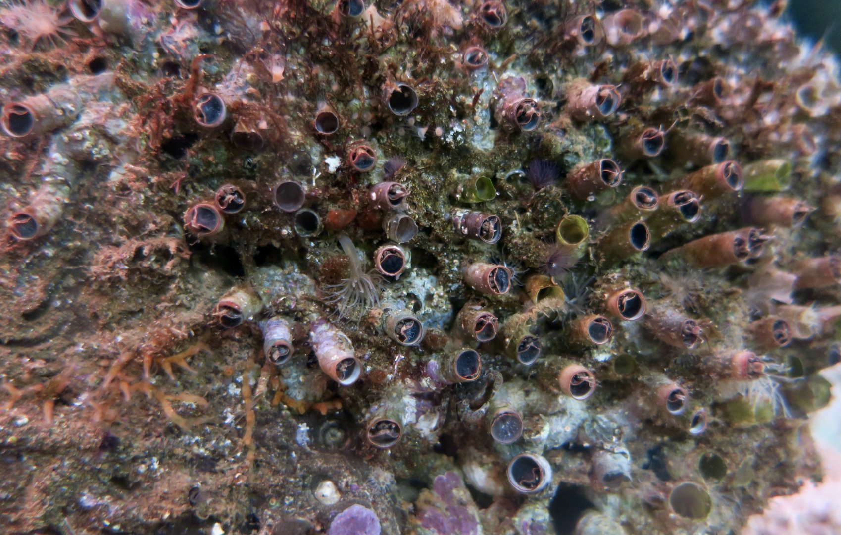 Scaled Wormsnail (Thylacodes squamigerus)