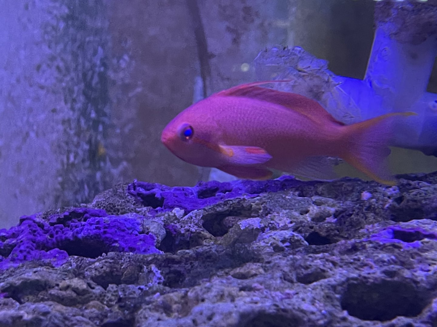 scalefin anthias (pseudanthias squamipinnis)