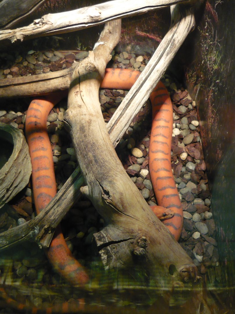 Scaleless corn snake (Pantherophis guttatus)