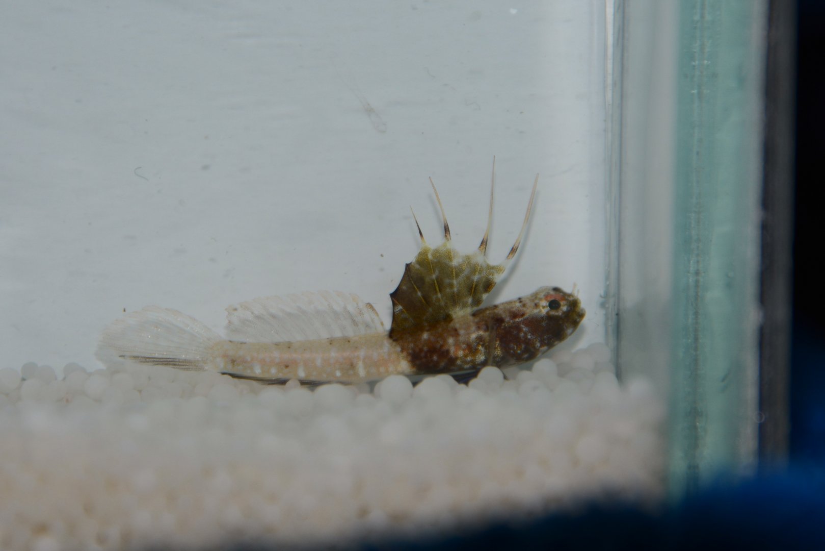 Scaleless shrimpgoby (Tomiyamichthys nudus)