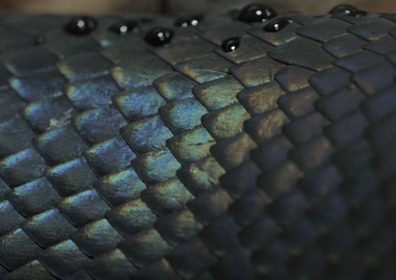 Scales on Boelens python