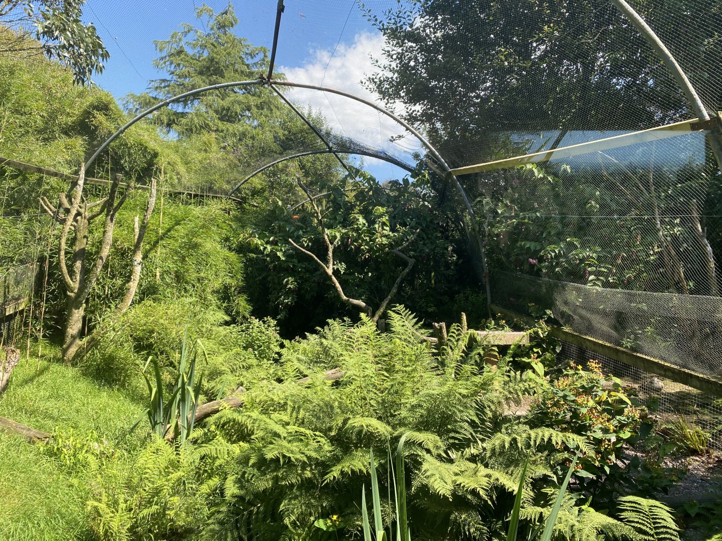 Scalet ibis and Roseate spoonbill aviary 070820