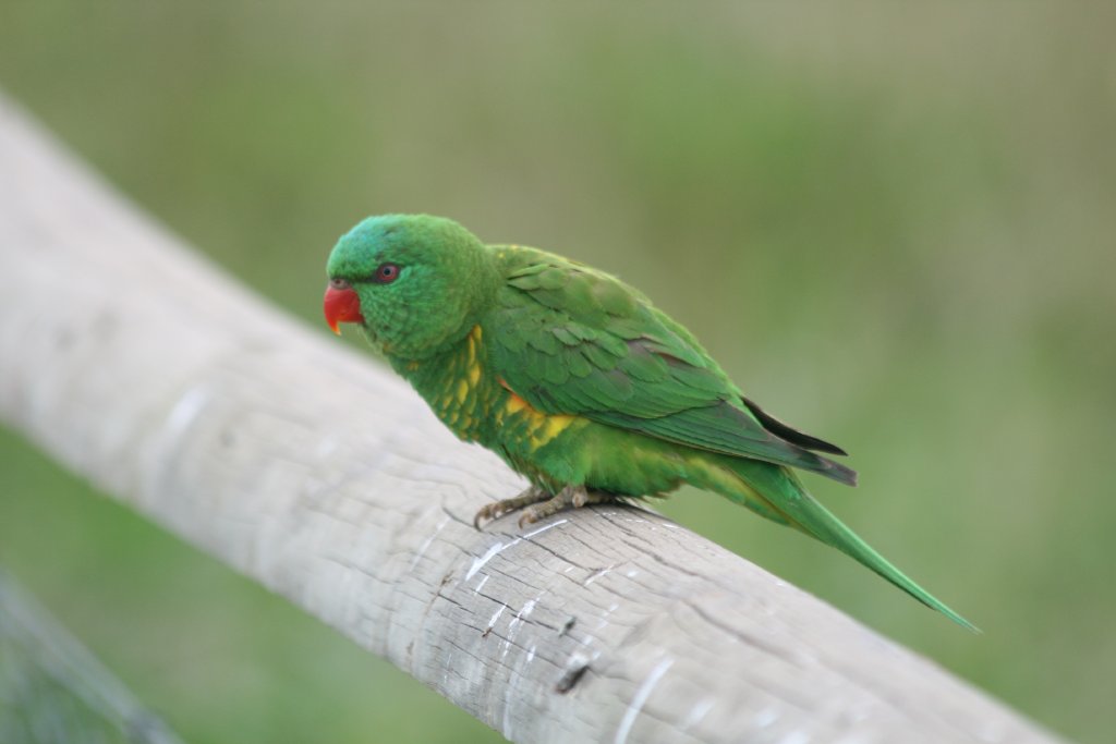 Scaley-breasted Lorikeet - wild