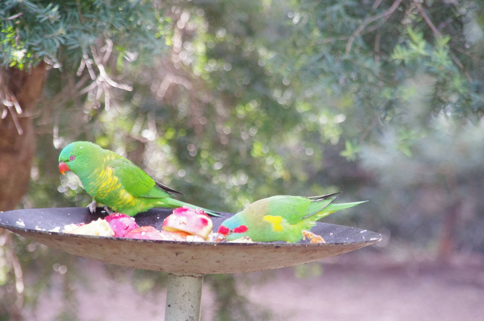 Scaley brested and Musk Lorikeets