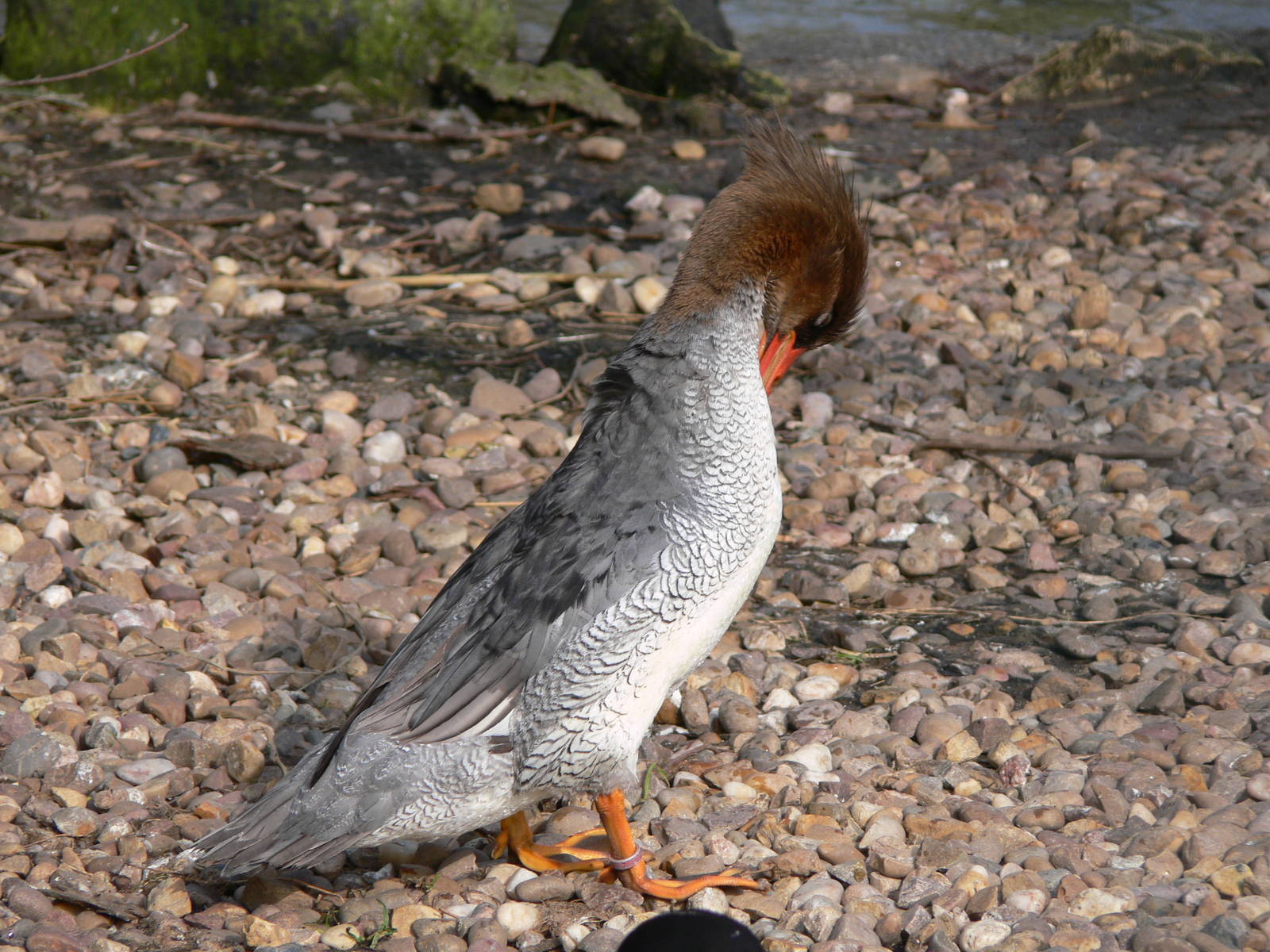 Scaley-sided Merganser at Blackpool Zoo, 30/03/14