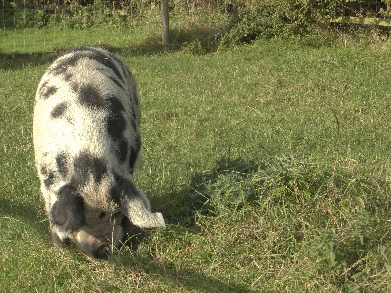 Scaling Pig Mountain, 16th October 2014