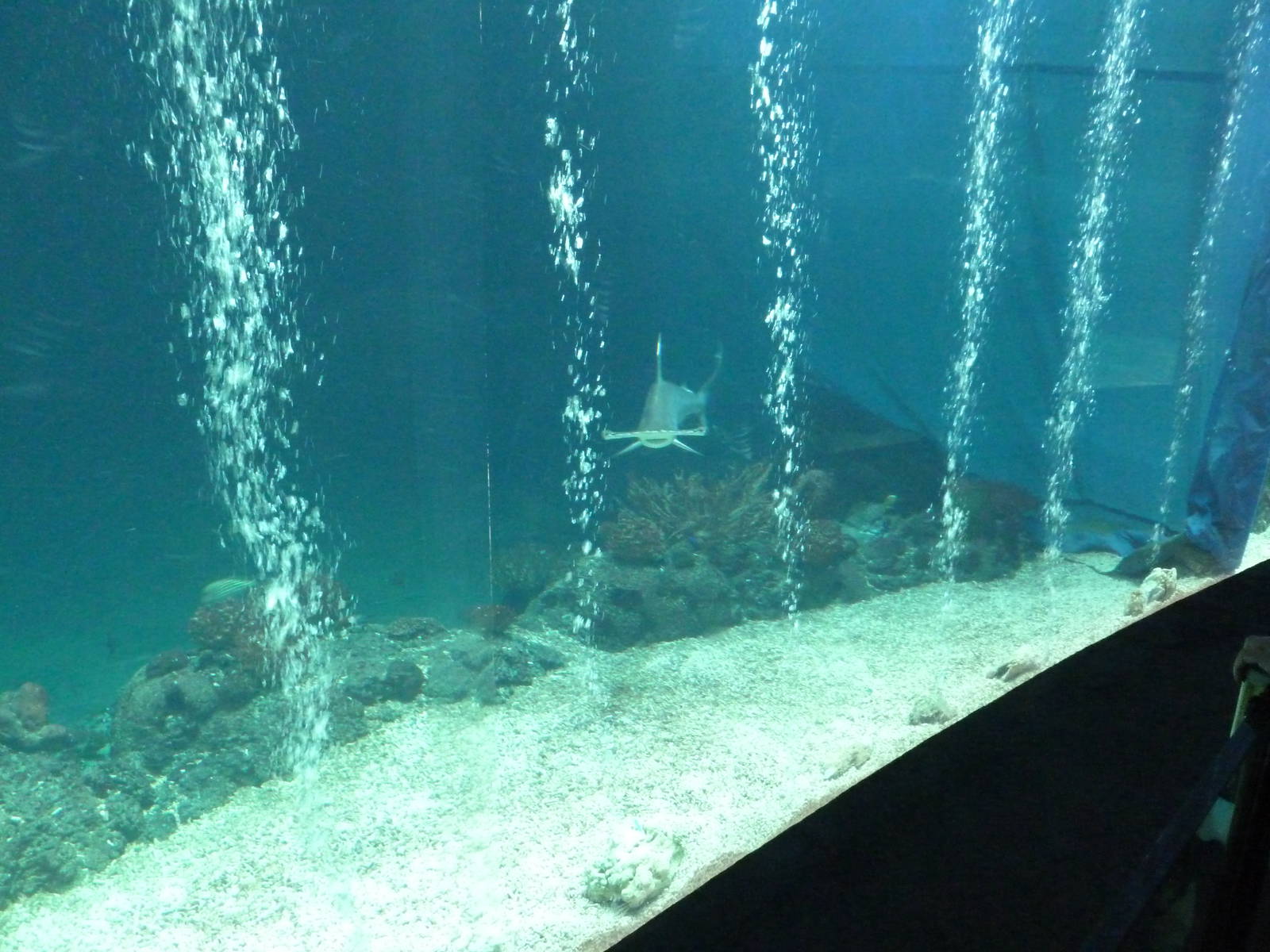 Scallloped hamerhead