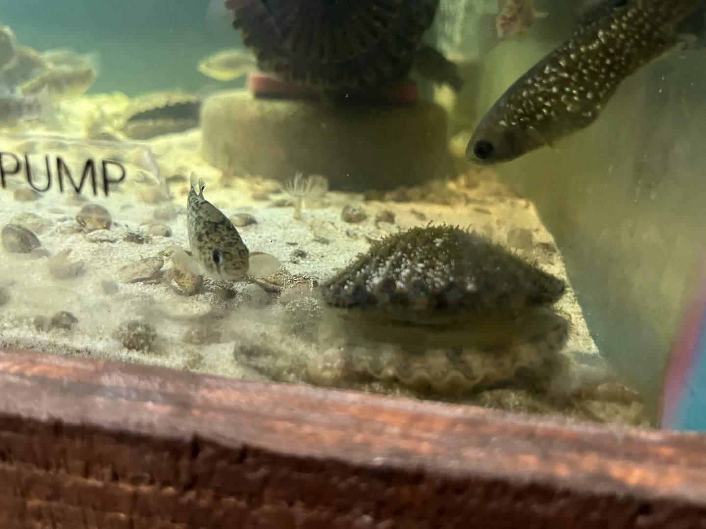 Scallop/Killifish ID