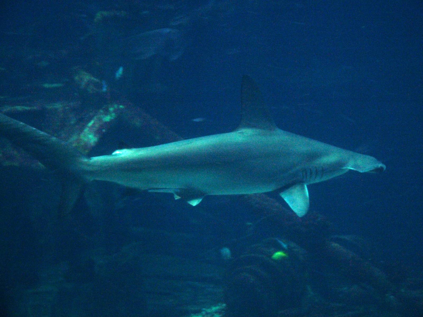 Scalloped Hammerhead at Burgers Zoo Arnhem, 30/05/12