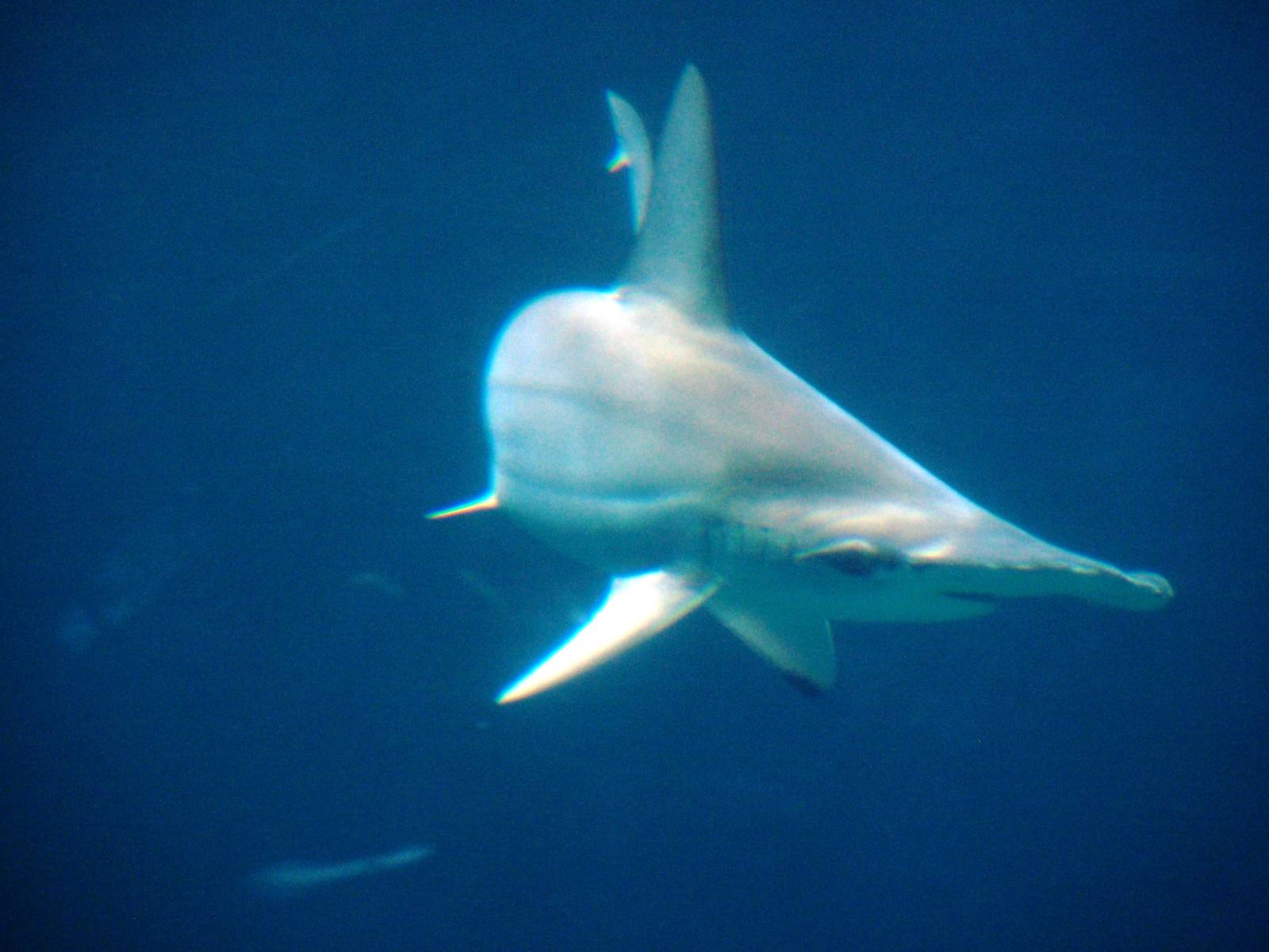 Scalloped Hammerhead at Burgers Zoo Arnhem, 30/05/12