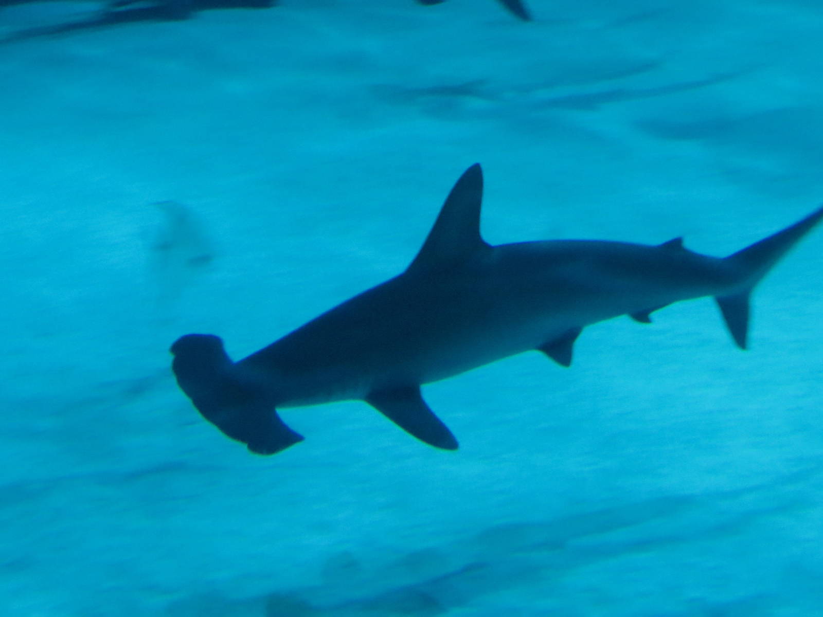 Scalloped hammerhead, June 2015.
