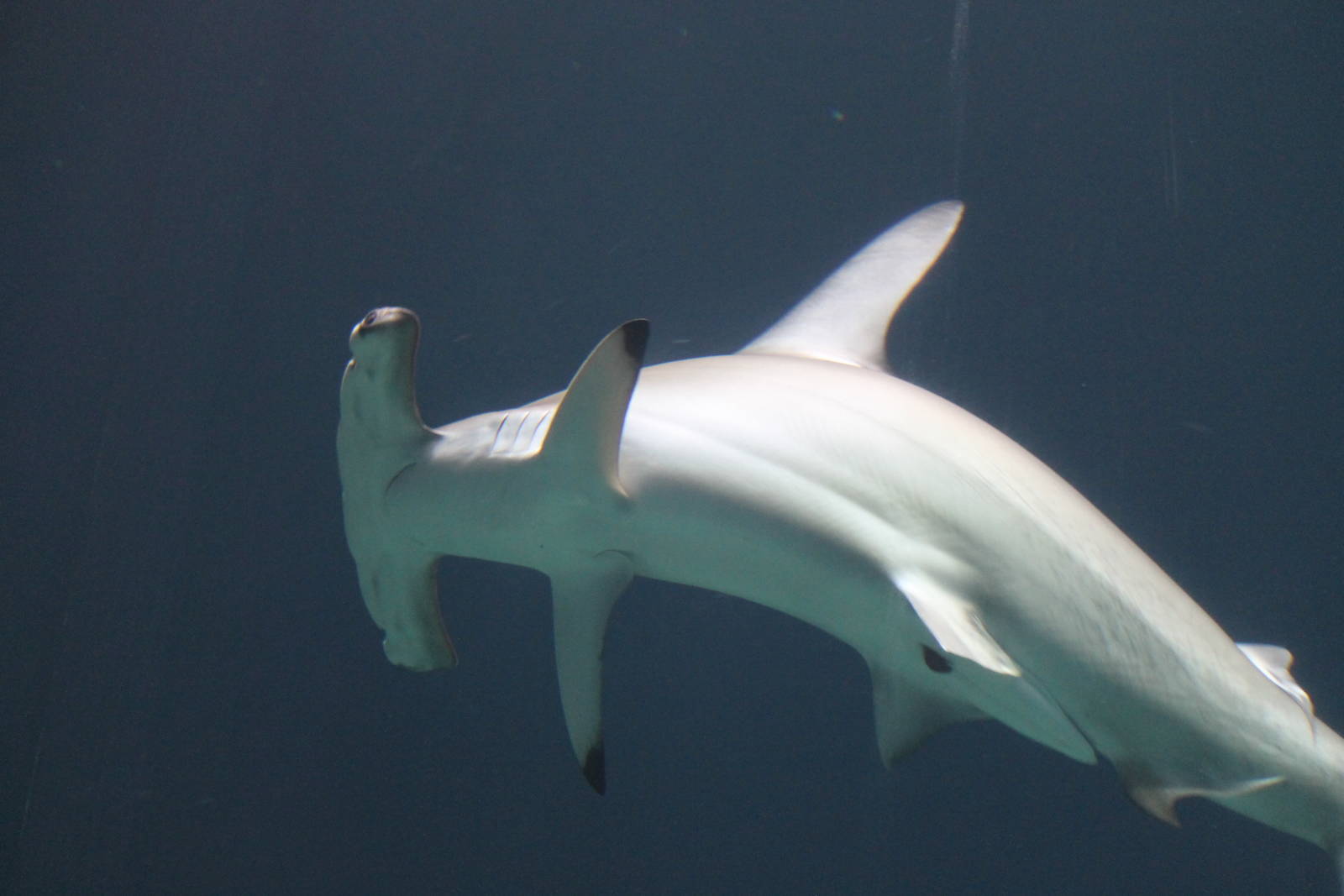 Scalloped hammerhead shark, Burgers' Ocean