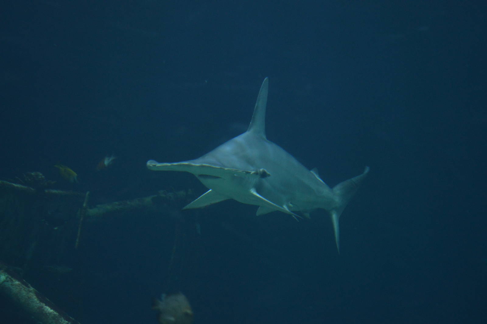scalloped Hammerhead shark male