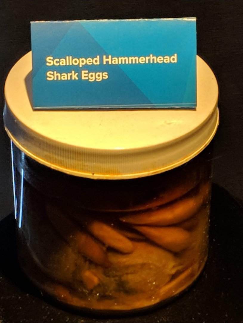 Scalloped hammerhead shark (Sphyrna lewini) eggs